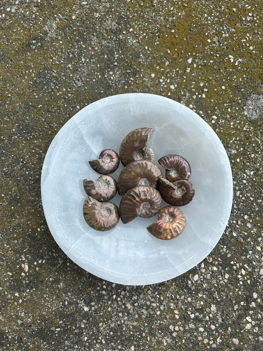 Iridescent Ammonite- Small or Large